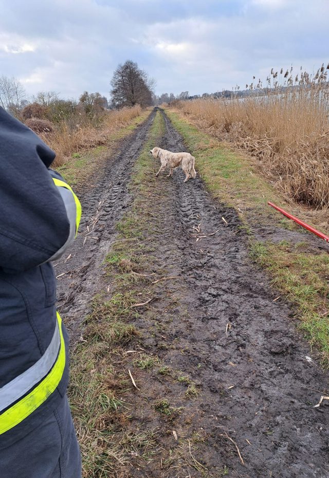 Pod psem załamał się lód, zwierzę wpadło do wody. Na pomoc ruszyli strażacy (zdjęcia)