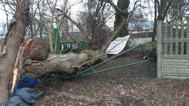 Połamane drzewa, odbiorcy bez prądu i zerwane dachy. Pracowita sobota dla strażaków i energetyków w całym kraju (zdjęcia)