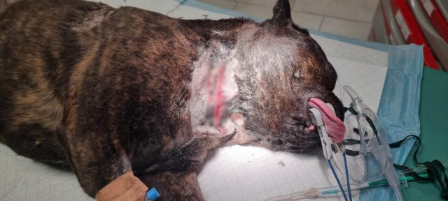 Są zarzuty za zaatakowanie psa i podcięcie mu gardła. Kobieta trafiła do celi (zdjęcia)