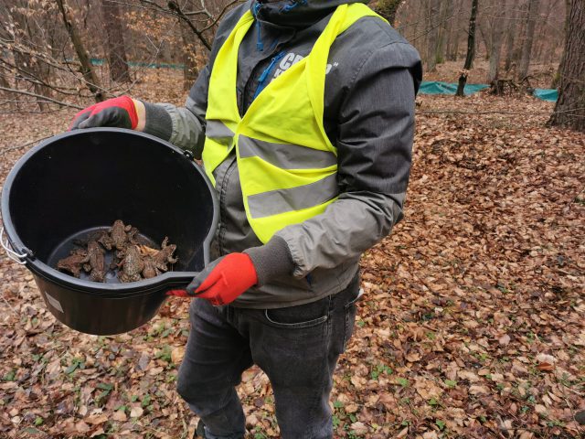 Na Roztoczu ruszyła akcja „Ocal Żabkę”. Ratują płazy przed śmiercią pod kołami samochodów (zdjęcia)