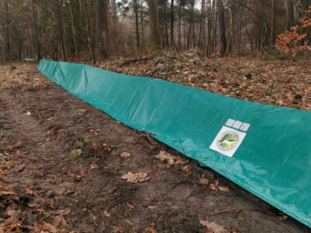 Rusza akcja „Ocal Żabkę”. Na Roztoczu będą ratować płazy przed śmiercią pod kołami samochodów