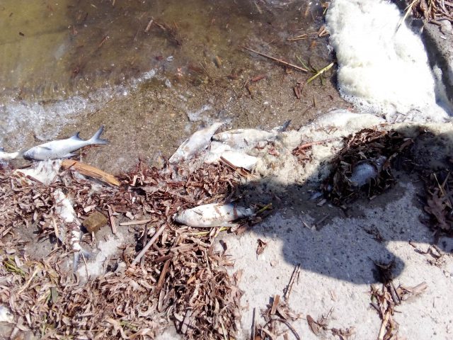Śnięte ryby w Zalewie Zemborzyckim. Trwają badania próbek wody (zdjęcia)
