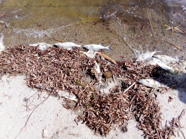 Śnięte ryby w Zalewie Zemborzyckim. Trwają badania próbek wody (zdjęcia)