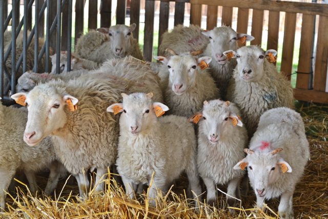 Na zamek w Janowcu wróciło stado owiec. W tym roku zwierząt jest znacznie więcej (zdjęcia)