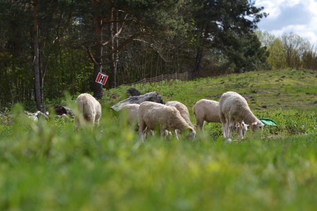 Na zamek w Janowcu wróciło stado owiec. W tym roku zwierząt jest znacznie więcej (zdjęcia)