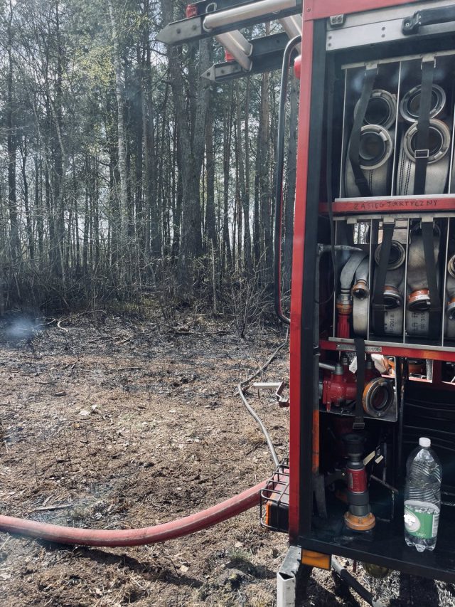 Strażacy walczyli z pożarem lasu. Wszystko przez przewrócone drzewo na linię energetyczną (zdjęcia)