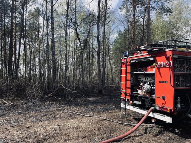 Strażacy walczyli z pożarem lasu. Wszystko przez przewrócone drzewo na linię energetyczną (zdjęcia)