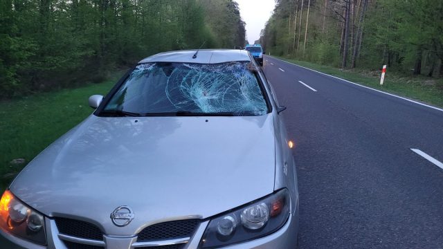 Na jezdni pojawił się łoś, kierowca próbował uniknąć zderzenia. Nie udało się (zdjęcia)