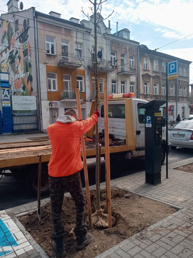 Trwa sadzenie drzew i róż w centrum Lublina (zdjęcia)