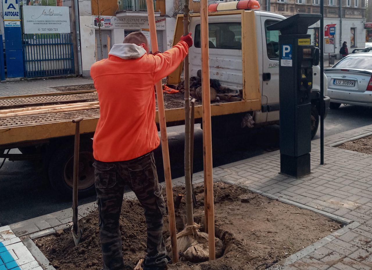 Trwa sadzenie drzew i róż w centrum Lublina (zdjęcia) Lublin112.pl