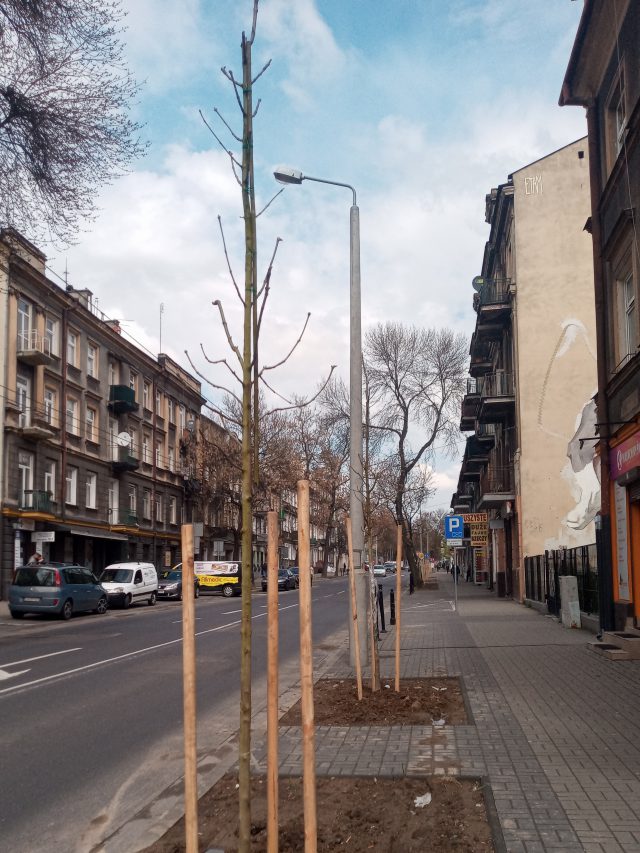 Trwa sadzenie drzew i róż w centrum Lublina (zdjęcia)