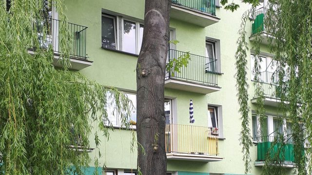 Objawienie na pniu drzewa? Mieszkańcy dostrzegli tam twarz Chrystusa (zdjęcia)