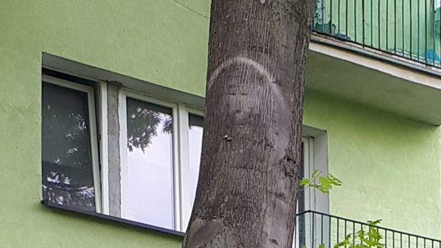 Objawienie na pniu drzewa? Mieszkańcy dostrzegli tam twarz Chrystusa (zdjęcia)