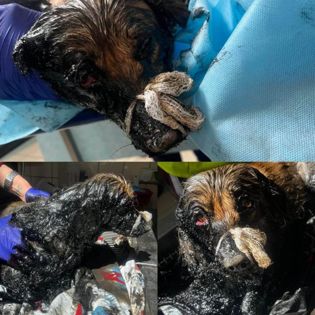 Dwa psy uwięzione w smole zostały uratowane. Na miejscu interweniowali strażacy (zdjęcia)