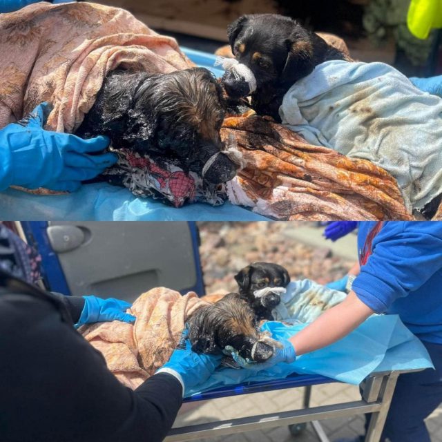 Dwa psy uwięzione w smole zostały uratowane. Na miejscu interweniowali strażacy (zdjęcia)