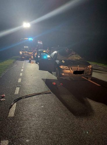 BMW zderzyło się z łosiem. Dwie osoby w szpitalu (wideo)