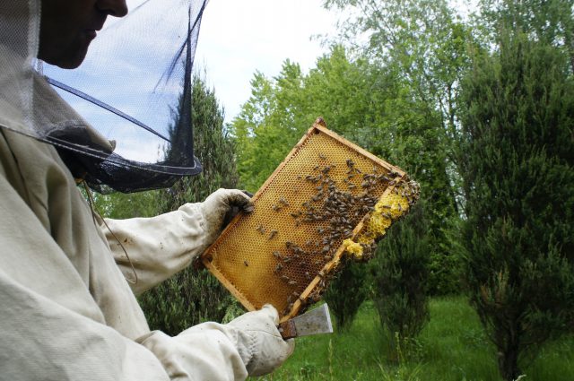 Dzisiaj obchodzony jest Światowy Dzień Pszczół. Sprawdź, jak chronić te pożyteczne owady