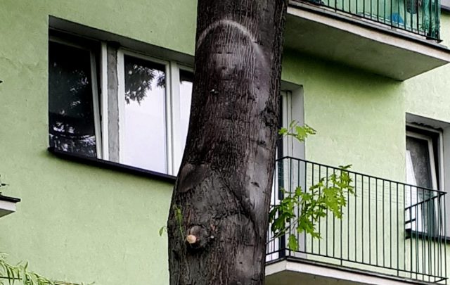 Pod „cudownym” drzewem gromadzą się tłumy. Kuria zapewnia, że żadnego objawienia nie ma (zdjęcia)