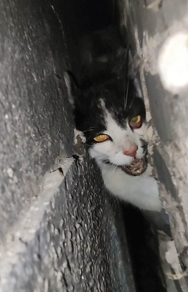 Kilkugodzinna akcja ratunkowa. Aby wyciągnąć kota z pułapki, trzeba było rozkuwać ścianę (zdjęcia, wideo)