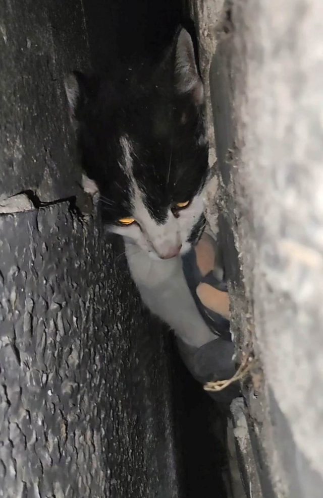Kilkugodzinna akcja ratunkowa. Aby wyciągnąć kota z pułapki, trzeba było rozkuwać ścianę (zdjęcia, wideo)