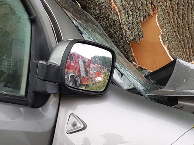 Renault wypadł z jezdni i wbił się w drzewo. Dwie osoby zostały ranne (zdjęcia)