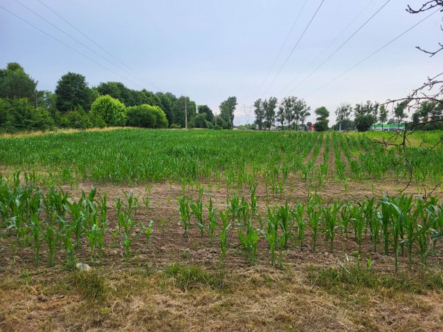 Nad Zalewem Zemborzyckim powstaje nowa atrakcja. Będzie labirynt w kukurydzy i nietypowy plac zabaw (zdjęcia)