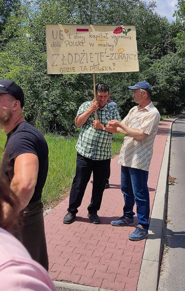 Plantatorzy malin zablokowali przetwórnie. „Co chwila podjeżdżają ciężarówki z owocami z Ukrainy”