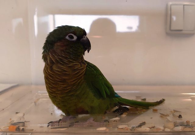Papuga z granicy trafiła do zamojskiego ZOO (zdjęcia)
