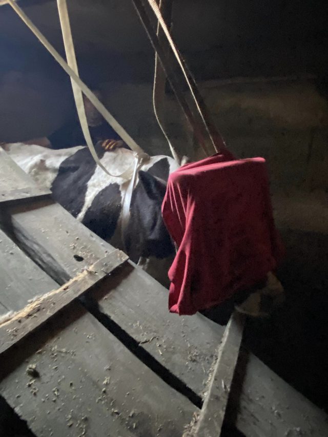 Strażacy ratowali krowę, która wpadła do piwnicy (zdjęcia)