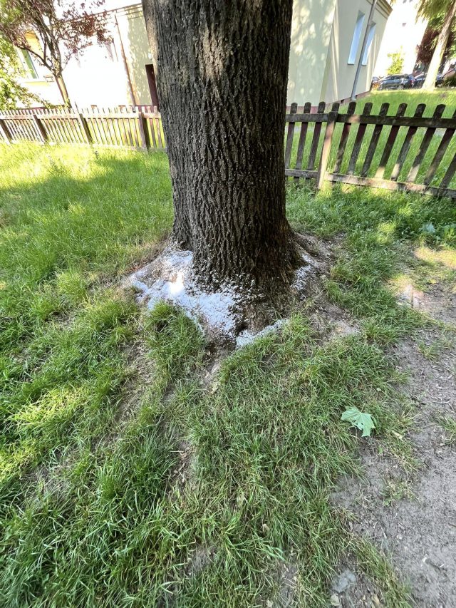 Ktoś rozsypał sól wokół dużych drzew. Sprawą zajmują się służby (zdjęcia)