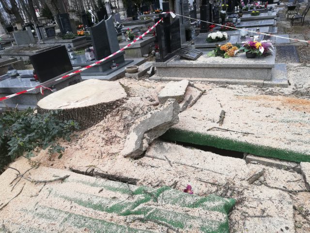 160-letnie zdrowe drzewo na cmentarzu poszło pod topór. Nie wiadomo, co się stało z pozyskanym drewnem (zdjęcia)