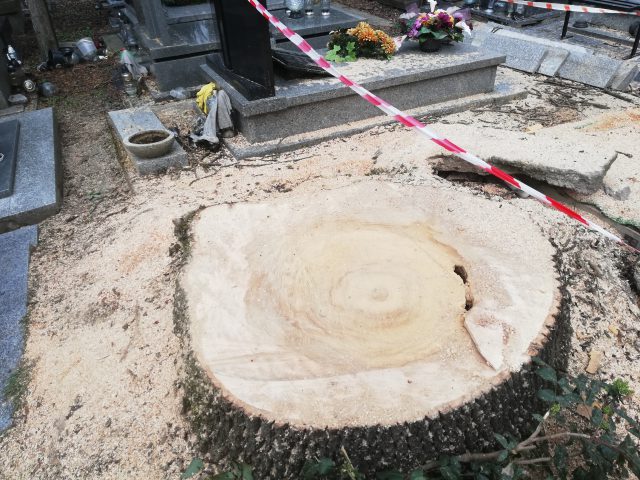 160-letnie zdrowe drzewo na cmentarzu poszło pod topór. Nie wiadomo, co się stało z pozyskanym drewnem (zdjęcia)