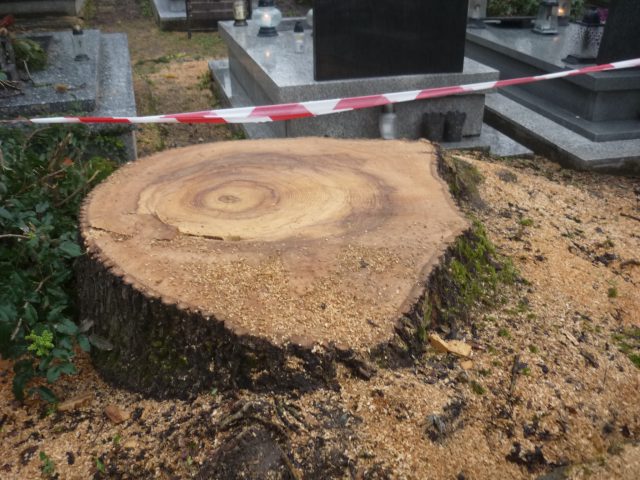 160-letnie zdrowe drzewo na cmentarzu poszło pod topór. Nie wiadomo, co się stało z pozyskanym drewnem (zdjęcia)