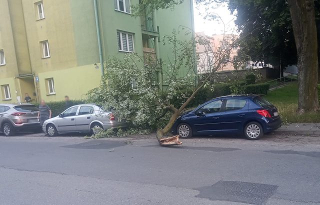 Zaparkowali auta wzdłuż ulicy. Z pobliskiego drzewa na pojazdy spadł konar (zdjęcia)