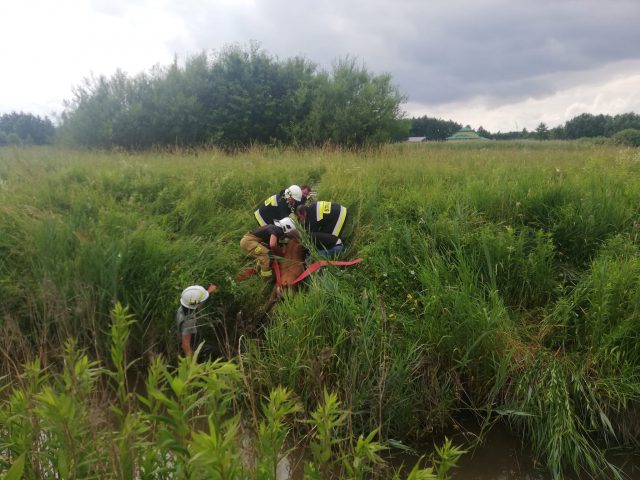 Strażacy uratowali łanię, która wpadła do rzeki (zdjęcia)