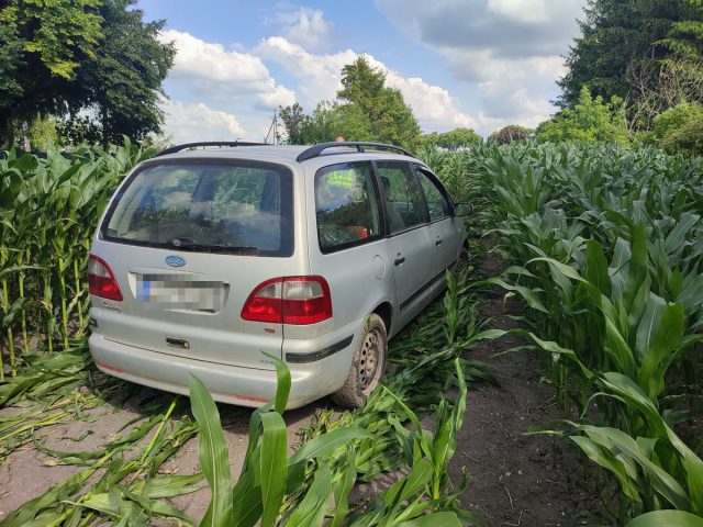 Uciekał fordem po polu kukurydzy. Był trzeźwy, ale miał powód ucieczki (zdjęcia)