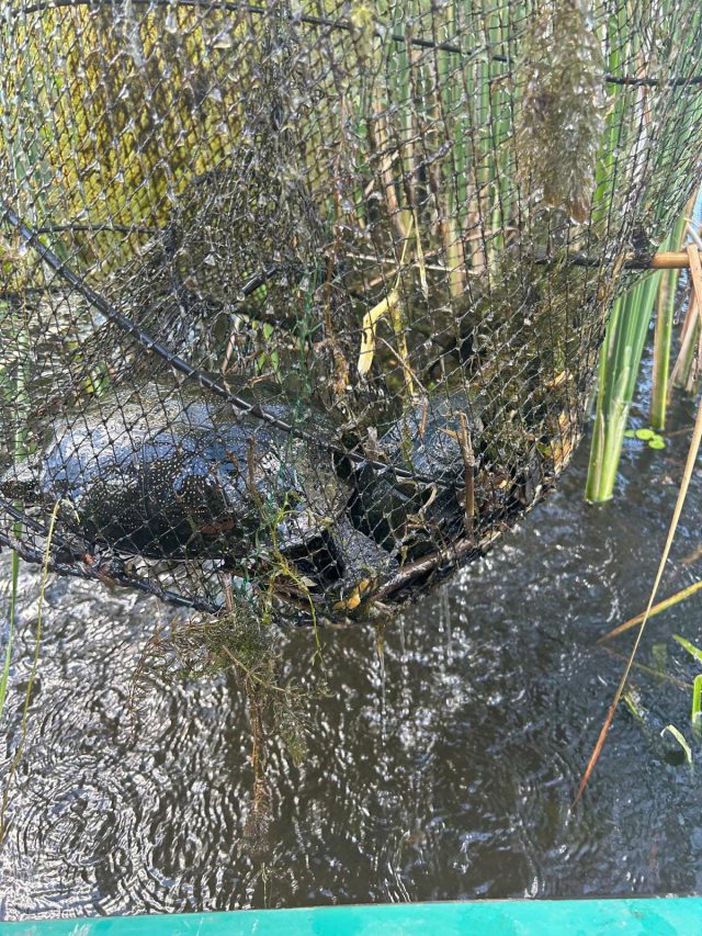 Ktoś kłusował w rezerwacie. Strażnicy leśni uwolnili z pułapki żółwia błotnego, drugi już nie żył (zdjęcia)