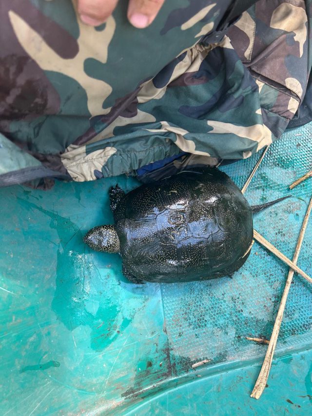 Ktoś kłusował w rezerwacie. Strażnicy leśni uwolnili z pułapki żółwia błotnego, drugi już nie żył (zdjęcia)