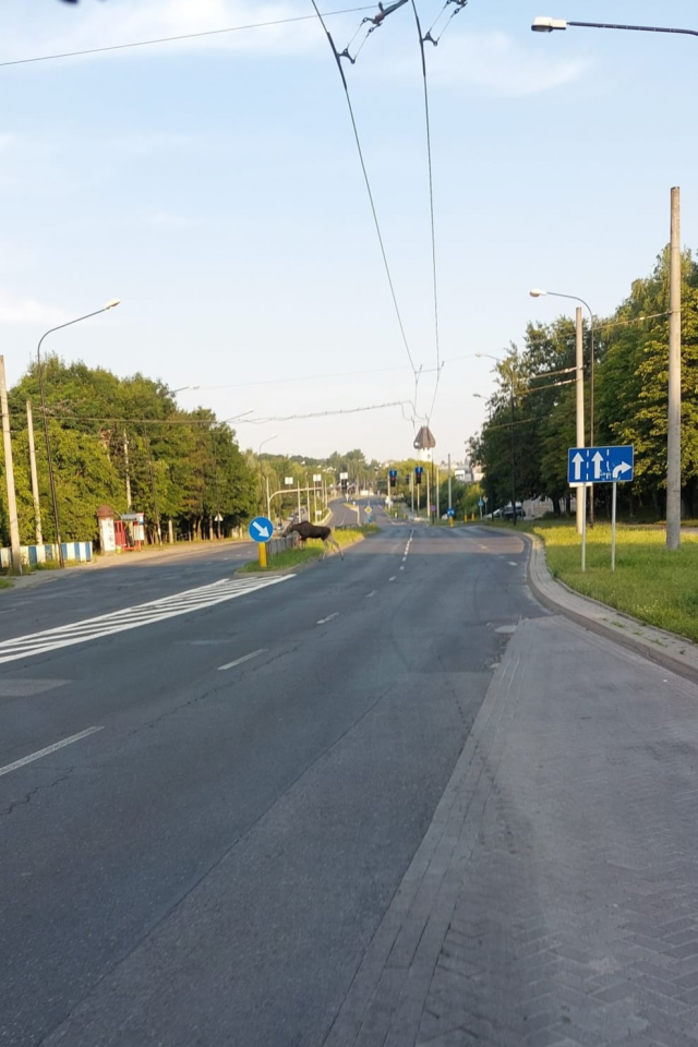 Poranna obława na łosia na ulicach Lublina (zdjęcia)