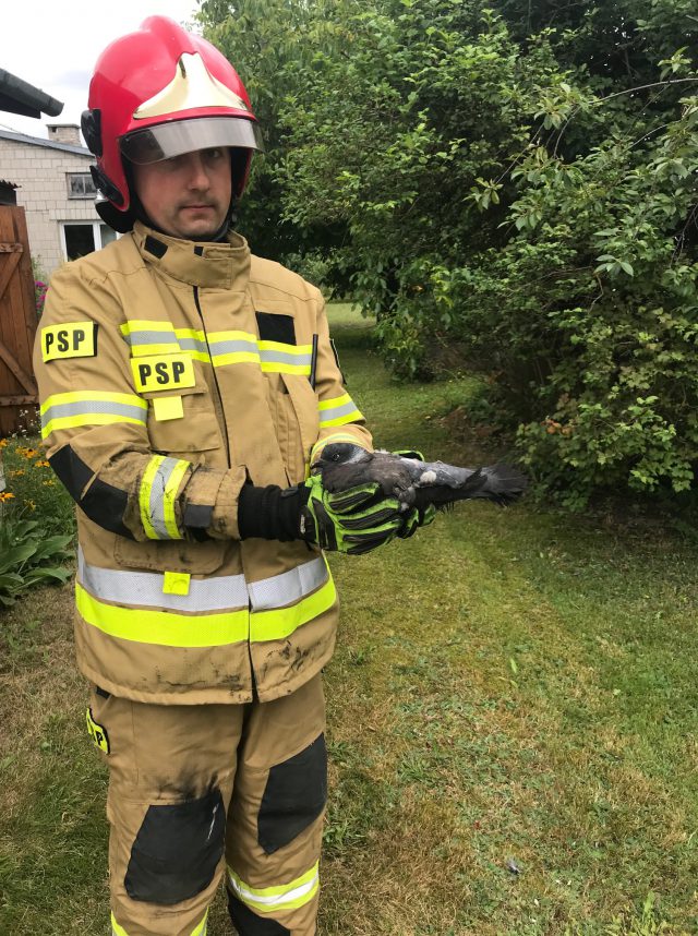 Strażacy uratowali gołębia uwięzionego w przewodzie kominowym (zdjęcia)