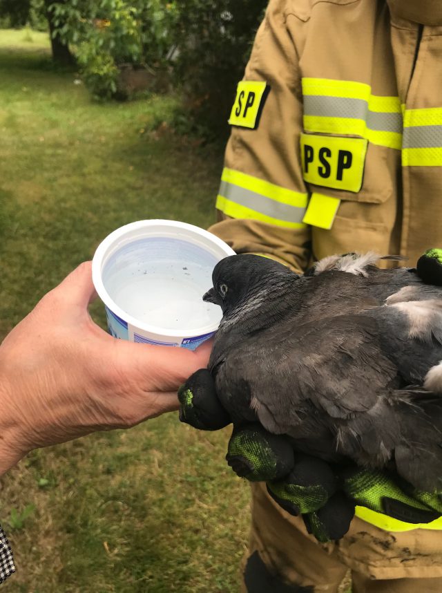Strażacy uratowali gołębia uwięzionego w przewodzie kominowym (zdjęcia)