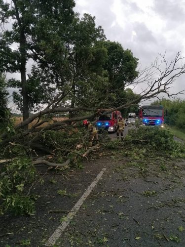 Potężny konar spadł na jadące auto. Jedna osoba poszkodowana (zdjęcia)