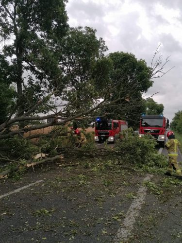 Potężny konar spadł na jadące auto. Jedna osoba poszkodowana (zdjęcia)