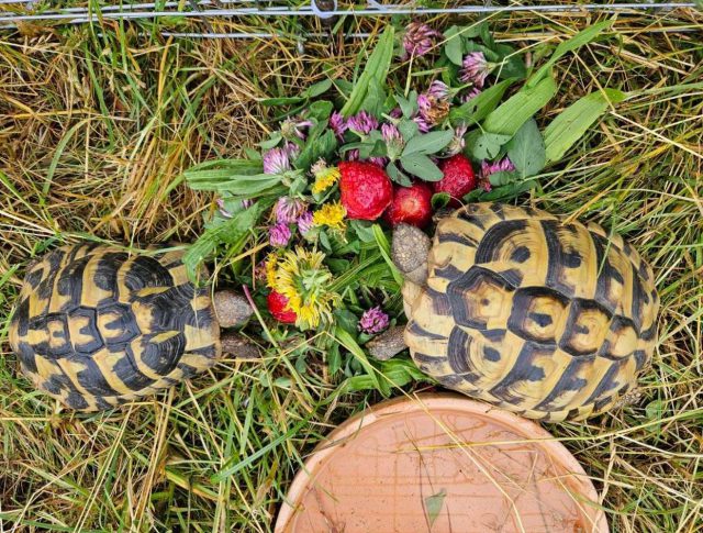 Złodziej na posesji koło Lublina, jego łupem padły żółwie wraz z zagrodą. Jest nagroda za pomoc (zdjęcia)