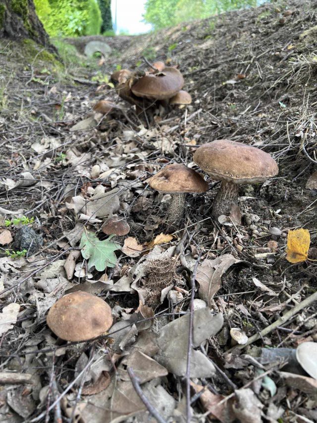 Po ostatnich opadach deszczu pojawiło się sporo grzybów w lasach regionu (zdjęcia)