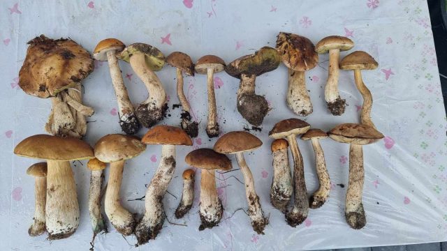 Po ostatnich opadach deszczu pojawiło się sporo grzybów w lasach regionu (zdjęcia)