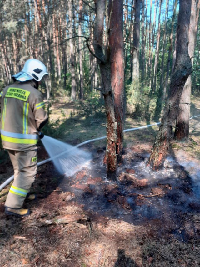 Wysyp pożarów w rolnictwie. Ogień pojawia się również w lasach (zdjęcia)