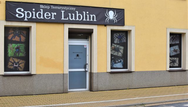 10 tys. sztuk pająków w Lublinie. To jedyny taki sklep w mieście (zdjęcia)