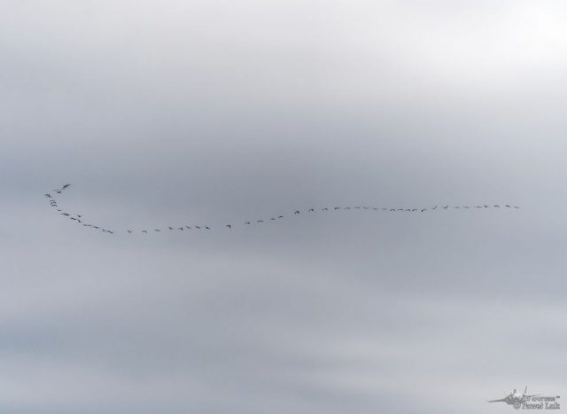 Dźwięku wydawanego przez te ptaki nie da się pomylić. Żurawie odlatują z kraju (zdjęcia)