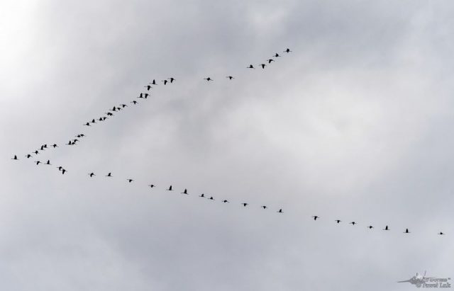 Dźwięku wydawanego przez te ptaki nie da się pomylić. Żurawie odlatują z kraju (zdjęcia)